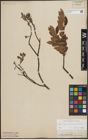 Foto von Salix lapponum L. x Salix myrtilloides L.